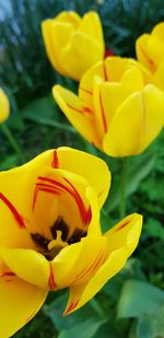 Close-up of yellow tulip