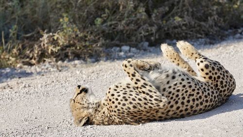 View of a cat on land