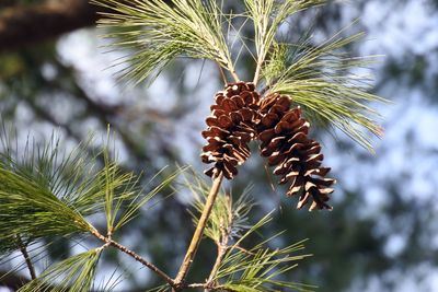 Close-up of pine cone on tree