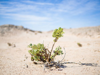 Close-up of plant growing on sand against sky