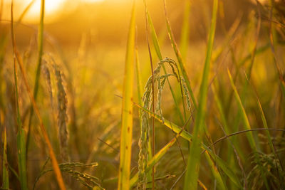 Close-up of stalks in wheat field
