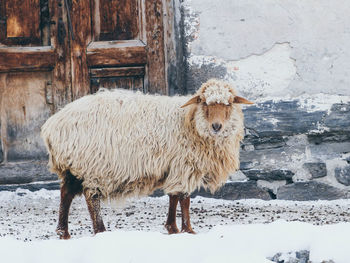 Sheep standing on snow