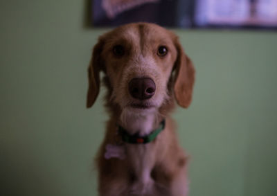 Close-up portrait of puppy