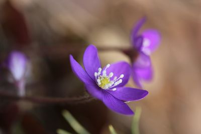 Close-up of purple flowers blooming outdoors
