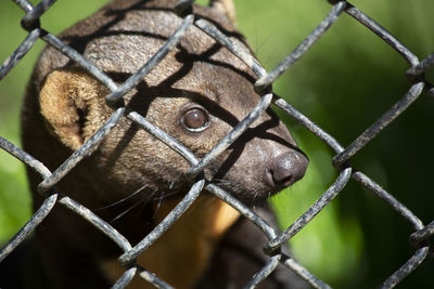 Close-up of an animal seen through chainlink fence at zoo