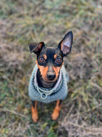 Close-up portrait of dog