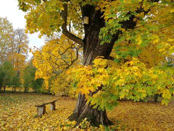 Autumn tree on landscape