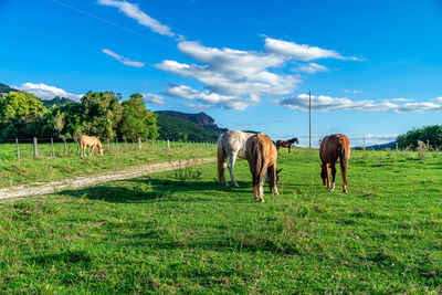 Horses grazing on field against sky