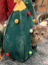 Close-up of cat with toy