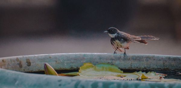 Close-up of bird perching on a water