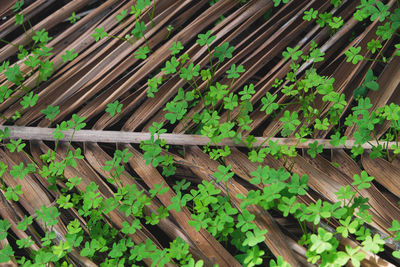 Full frame shot of leaves