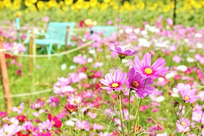 Close-up of pink cosmos flowers on field