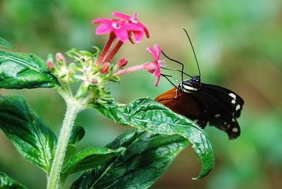 Close-up of butterfly pollinating on flower