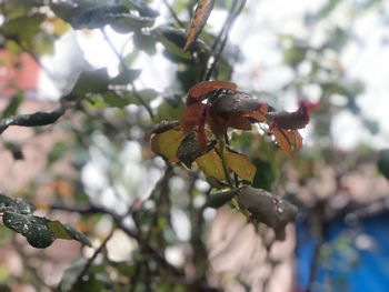 Close-up of insect on plant