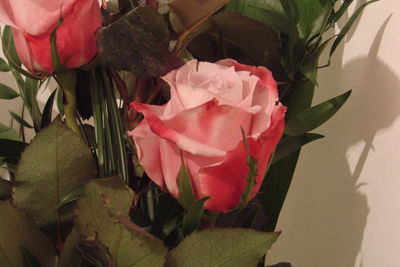 Close-up of pink rose growing on plant