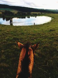 Rear view of horse on field