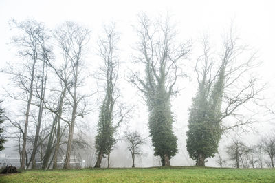 Bare trees on grassy landscape against clear sky