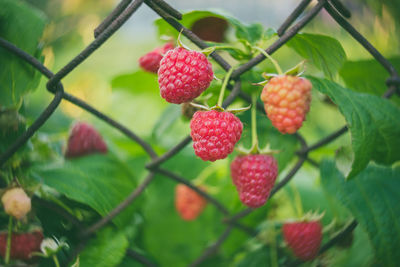 Raspberries on plant