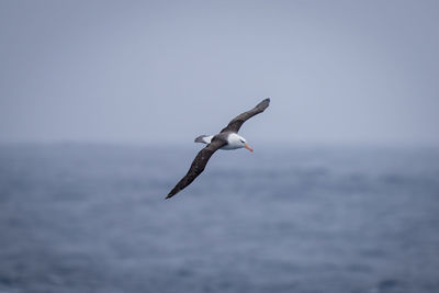 Black-browed albatross flies with wings spread diagonally