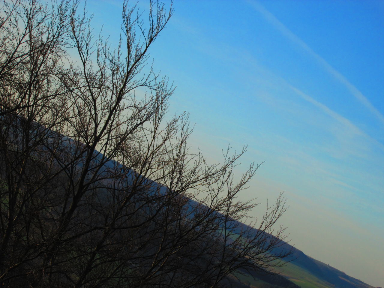 LOW ANGLE VIEW OF BARE TREES AGAINST CLEAR BLUE SKY