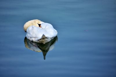 Sleeping swan in the baltic sea