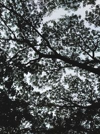 Low angle view of trees against sky