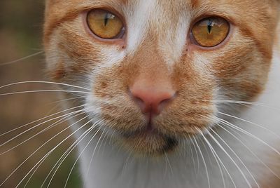 Close-up portrait of a cat