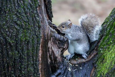 Grey squirrel on tree finding food in winter season