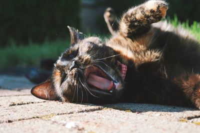 Close-up of a cat yawning