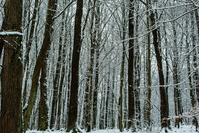 Bare trees in forest during winter