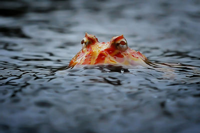 Close-up of autumn leaves