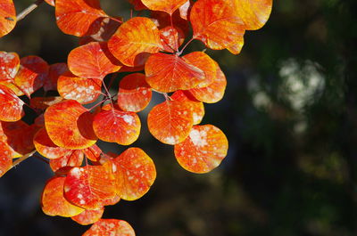 Close-up of orange berries growing on plant