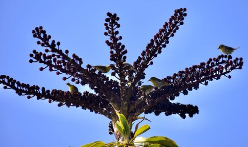 Low angle view of flowering plant against clear blue sky