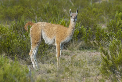 Side view of deer standing on field