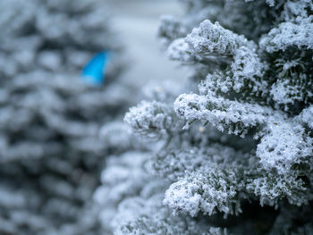 Close-up of frozen plant