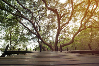 Trees against sky