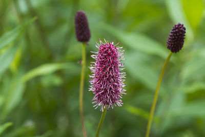 Close-up of thistle blooming outdoors