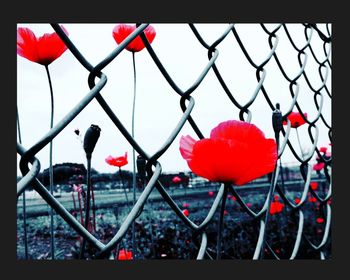 Close-up of red chainlink fence against sky