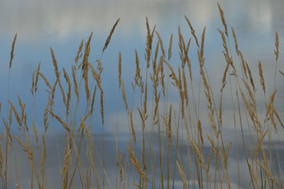 Close-up of plants against sky