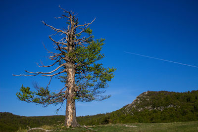 Tree against clear blue sky