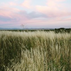 Scenic view of field against sky during sunset