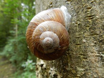 Close-up of snail