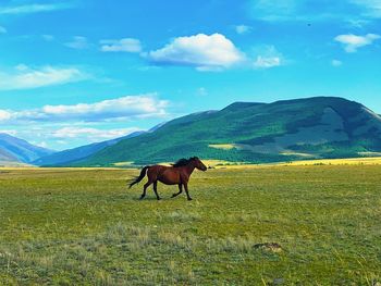 Horse in a field