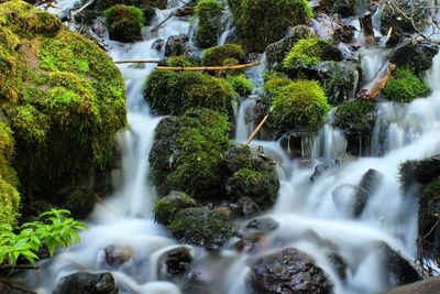 Scenic view of waterfall in forest