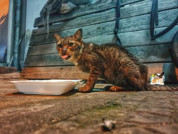 Portrait of cat sitting on floor