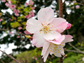 Close-up of white flowers blooming on tree