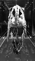 Close-up of horse in water