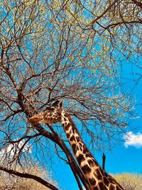 Low angle view of bare tree