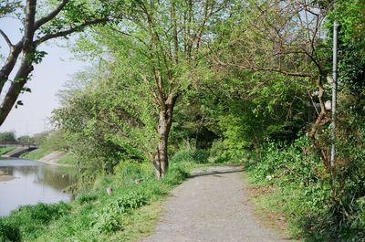 Footpath amidst trees