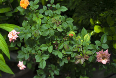 Small roadside roses